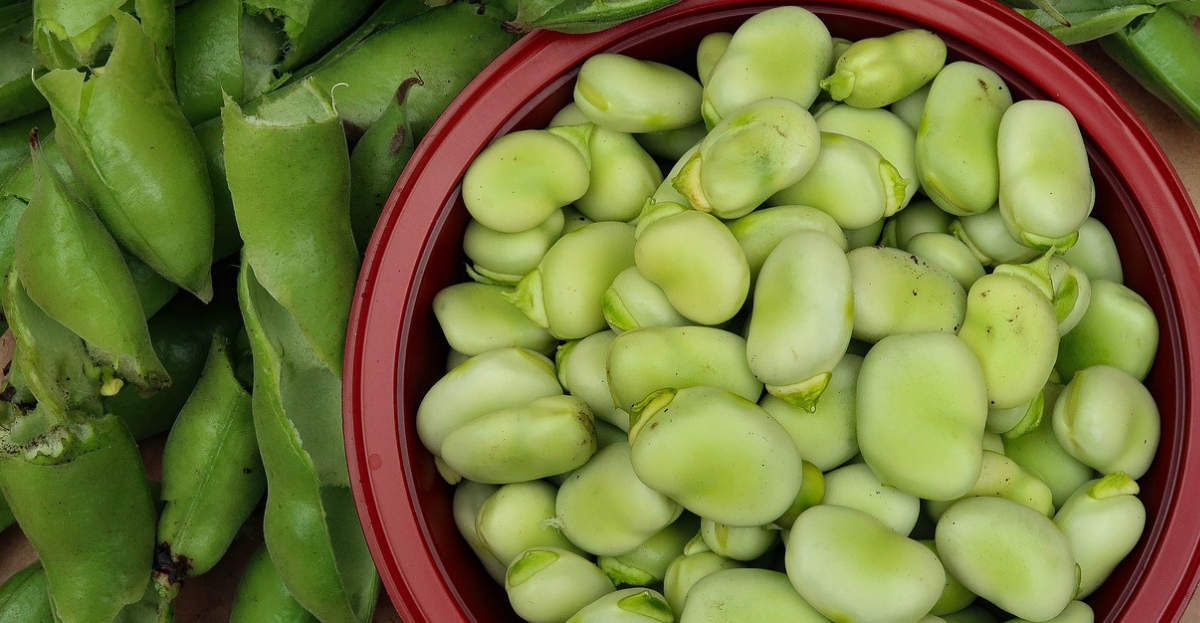 Broad Beans